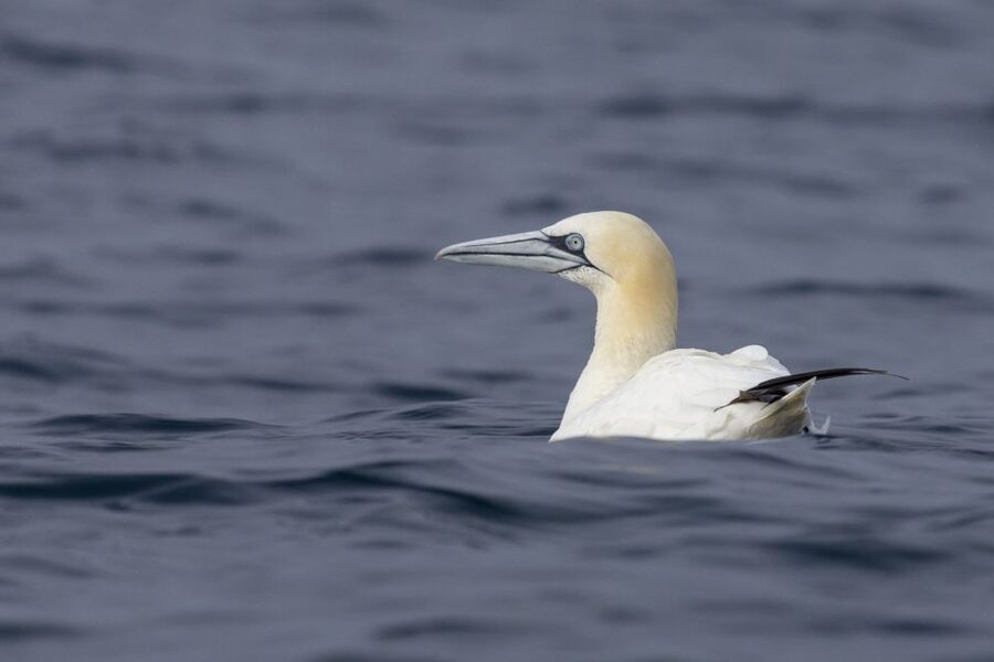 Lisbon: Dolphin Watching with Marine Biologist - FAQ