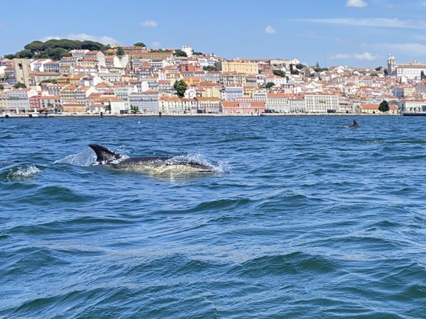 Lisbon: Dolphin Watching with Marine Biologist - Small Group - My verdict