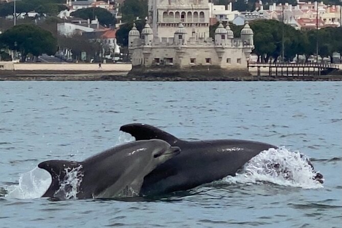 Lisbon: Dolphin Watching with Marine Biologist – Small Group - Searching for dolphins in the Tagus and Atlantic