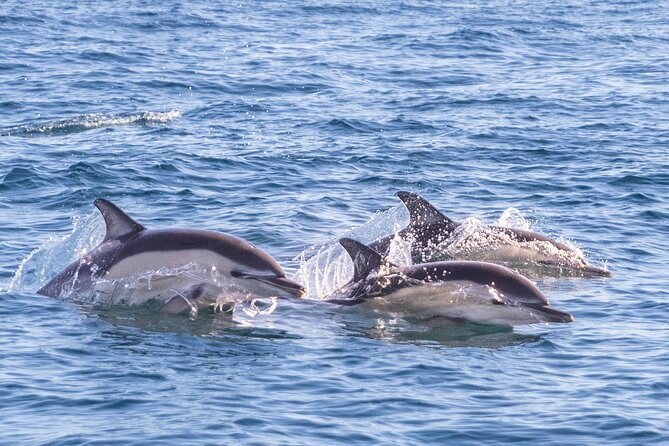 Lisbon: Dolphin Watching with Marine Biologist – Small Group - A marine biologist who makes the search worthwhile