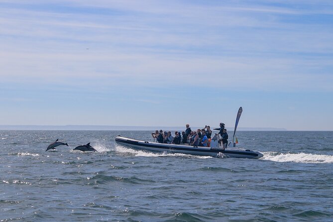 Lisbon: Dolphin Watching with Marine Biologist – Small Group - How the small-group format affects the day