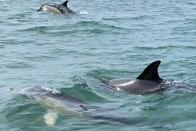 Lisbon: Dolphin Watching with Marine Biologist – Small Group - Safety, weather, and what to pack