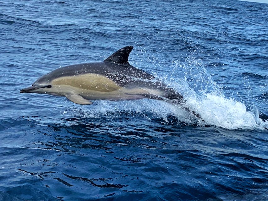 Lisbon: Dolphin Watching with Marine Biologist - Small Group - Who should book this dolphin tour?