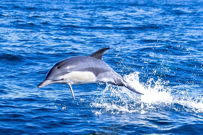 Lisbon: Dolphin Watching with Marine Biologist - Small Group - Searching for dolphins on the Tagus and beyond