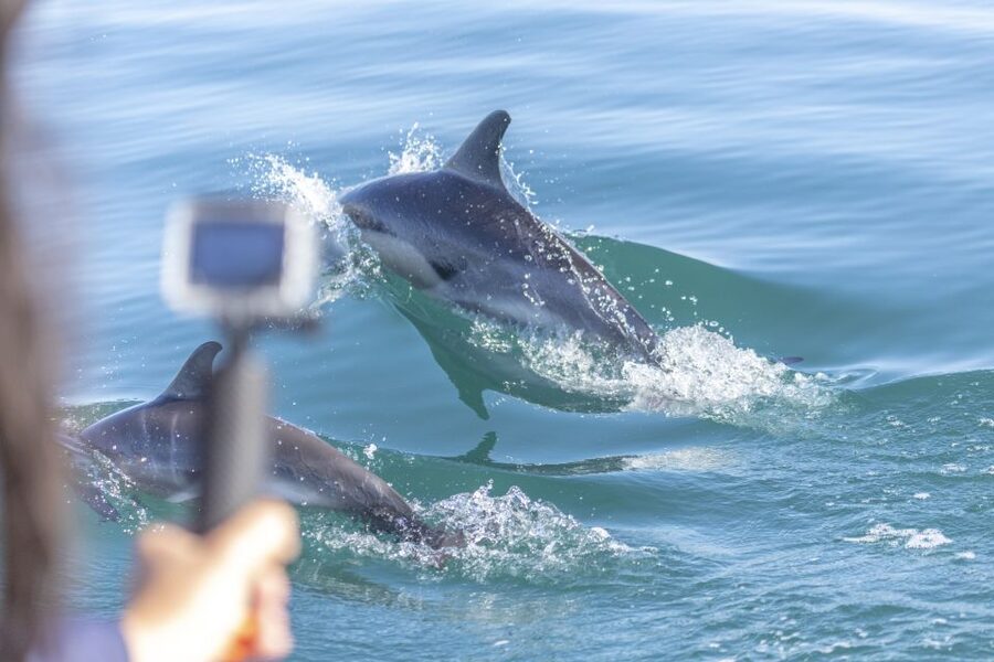 Lisbon: Dolphin Watching with Marine Biologist - What the three-hour route actually includes