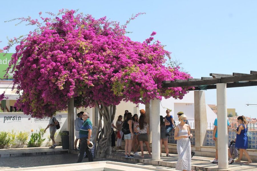 Lisbon: Full-Day Private Walking Sightseeing Tour - Key points to know before you book
