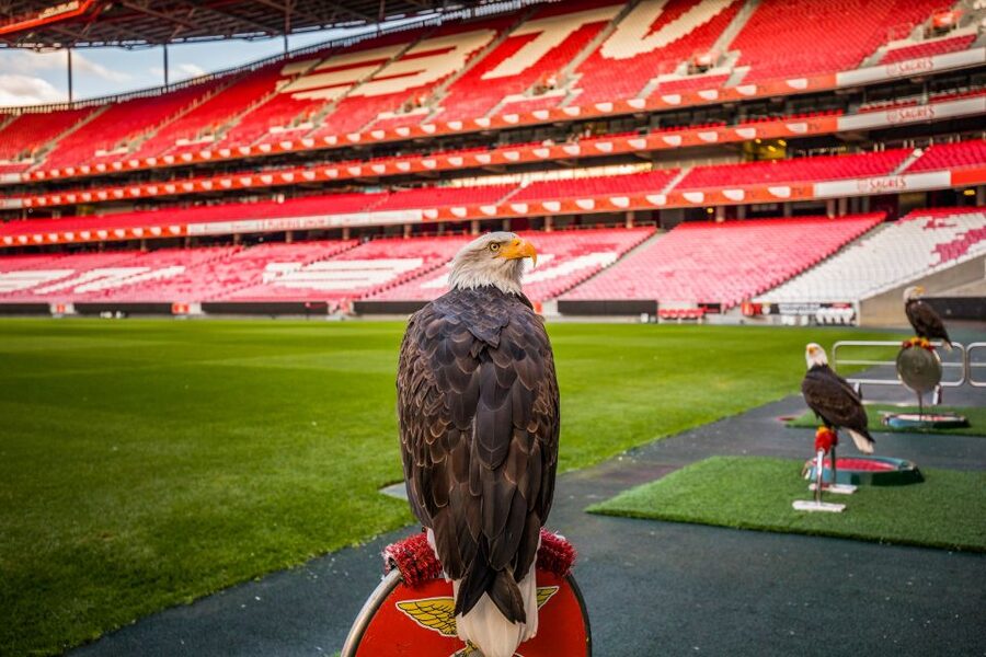 Lisbon: Luz Stadium Tour & SL Benfica Museum Ticket w/Scarf - The included scarf and extra souvenir costs