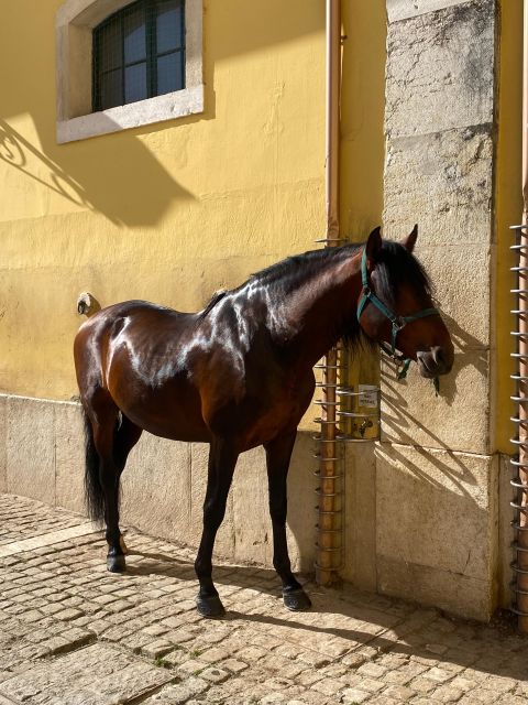 Lisbon: Morning of Equestrian Art with Lusitano Horses - Key points to know before you go