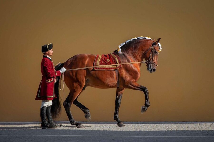Lisbon: Morning of Equestrian Art with Lusitano Horses - What the experience gets right