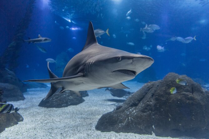 Lisbon Oceanario: Aquarium Entrance Ticket - Submerged Universe adds a digital change of pace