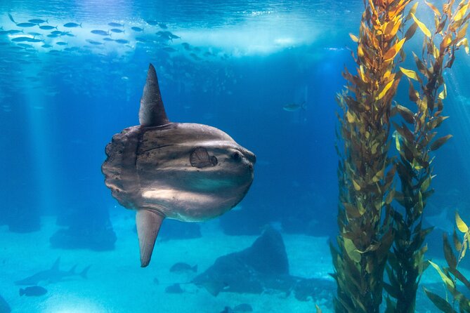 Lisbon Oceanario: Aquarium Entrance Ticket - Is the $30.17 ticket good value?