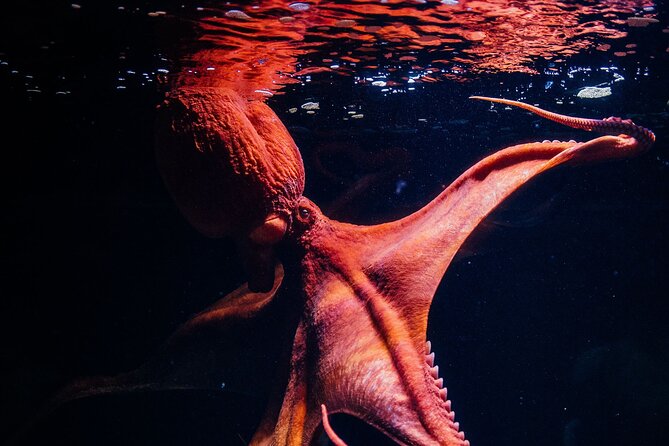 Lisbon Oceanario: Aquarium Entrance Ticket - Best for families, couples, and a quiet indoor break