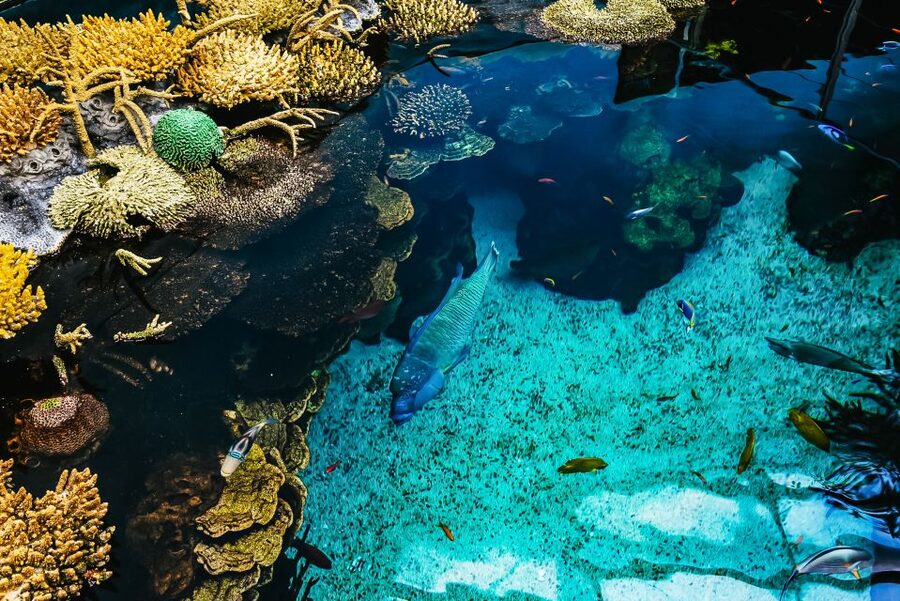 Lisbon: Oceanário de Lisboa Entrance Ticket - Why the central tank earns your time