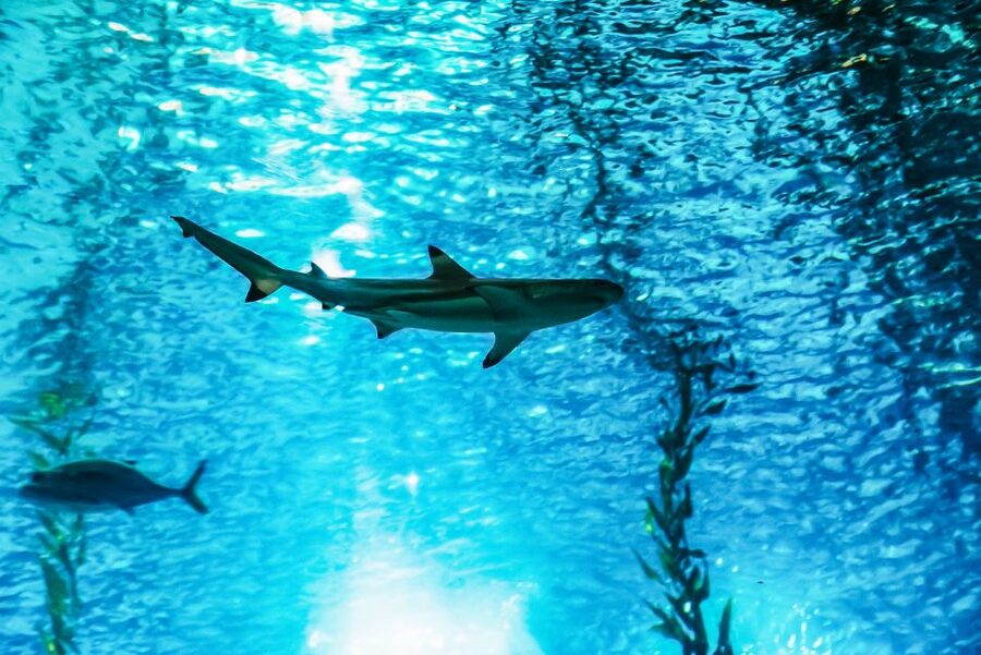 Lisbon: Oceanário de Lisboa Entrance Ticket - Sharks, rays, otters, and penguins