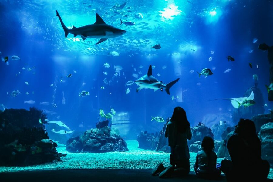 Lisbon: Oceanário de Lisboa Entrance Ticket - Is the $29 ticket good value?
