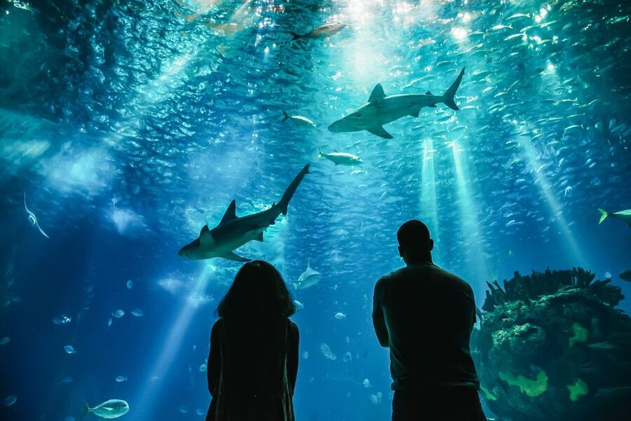 Lisbon: Oceanário de Lisboa Entrance Ticket - Getting there from Lisbon’s historic center