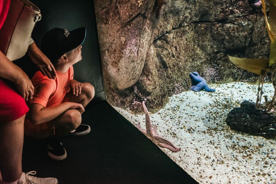 Lisbon: Oceanário de Lisboa Entrance Ticket - Should you pay extra for a guided tour?
