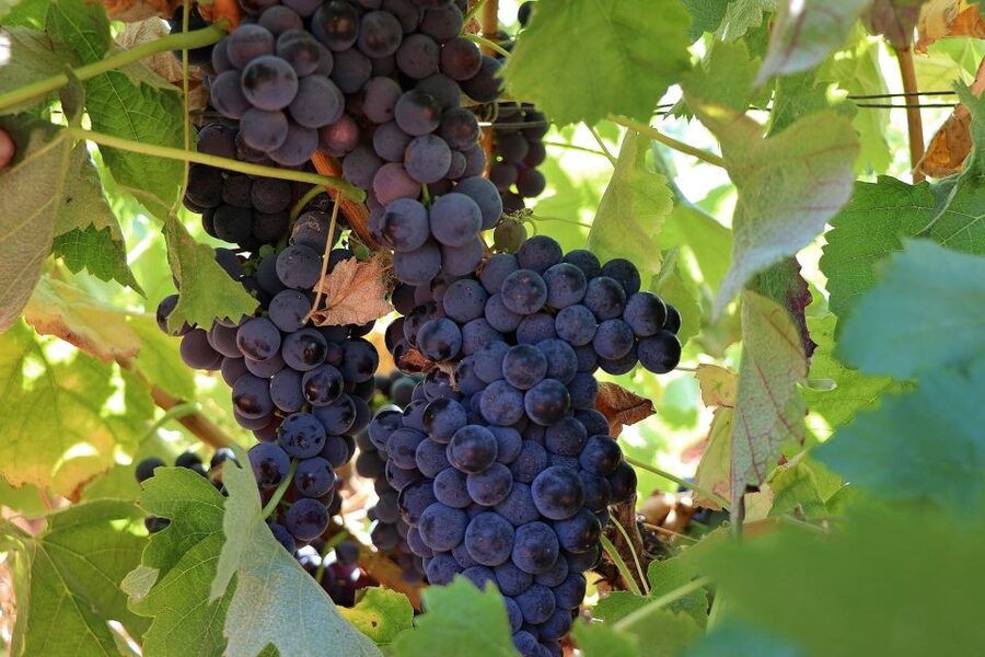Lisbon Private Setúbal Region Wine Tasting Tour - Assis Lobo for a closer family feel