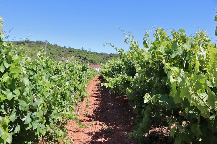 Lisbon Private Setúbal Region Wine Tasting Tour - Arrábida views add more than scenery