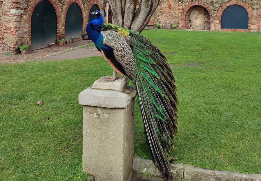 Lisbon: Saint George's Castle Entry Ticket and Guided Visit - Why Saint George’s Castle is worth your time