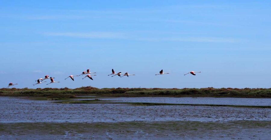 Lisbon: Tagus Estuary Nature Reserve Birdwatching Boat Tour - Key points at a glance