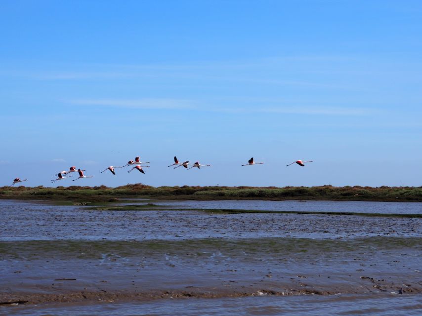 Lisbon: Tagus Estuary Nature Reserve Birdwatching Boat Tour - Why this is one of Lisbon’s best nature outings