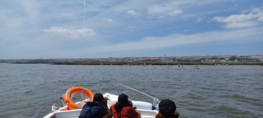Lisbon: Tagus Estuary Nature Reserve Birdwatching Boat Tour - The first half hour: city views from the river
