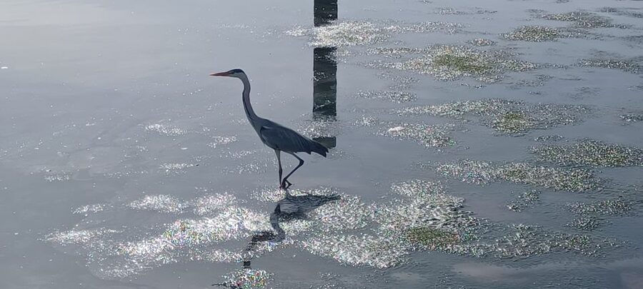 Lisbon: Tagus Estuary Nature Reserve Birdwatching Boat Tour - Two and a half hours inside the Tagus reserve