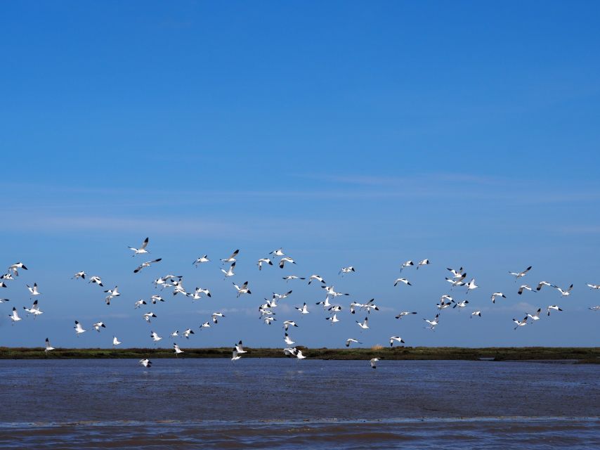 Lisbon: Tagus Estuary Nature Reserve Birdwatching Boat Tour - How much birding should you expect?