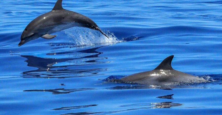 Lisbon: Tagus River Cruise to the Ocean & Dolphin Watching - Key points to know before you go