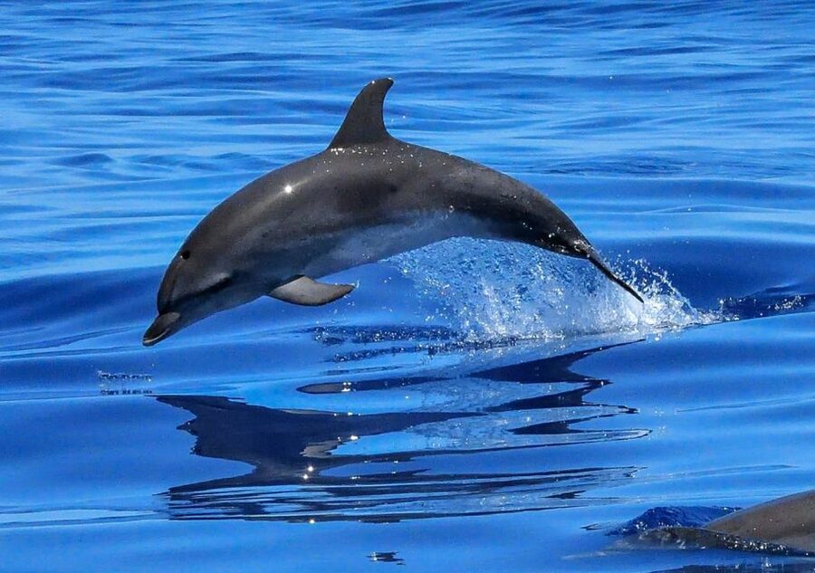 Lisbon: Tagus River Cruise to the Ocean & Dolphin Watching - Bugio Fort, where river and ocean meet