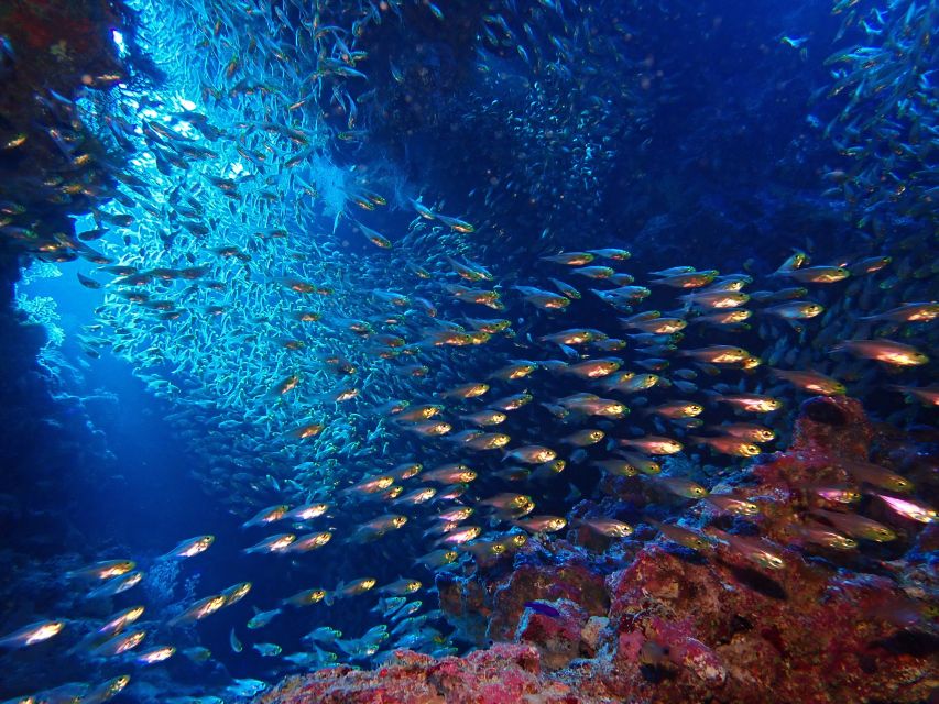 Lisbon: Try Dive in Arrábida Marine Reserve Setubal Sesimbra - A first underwater session, not a certification course