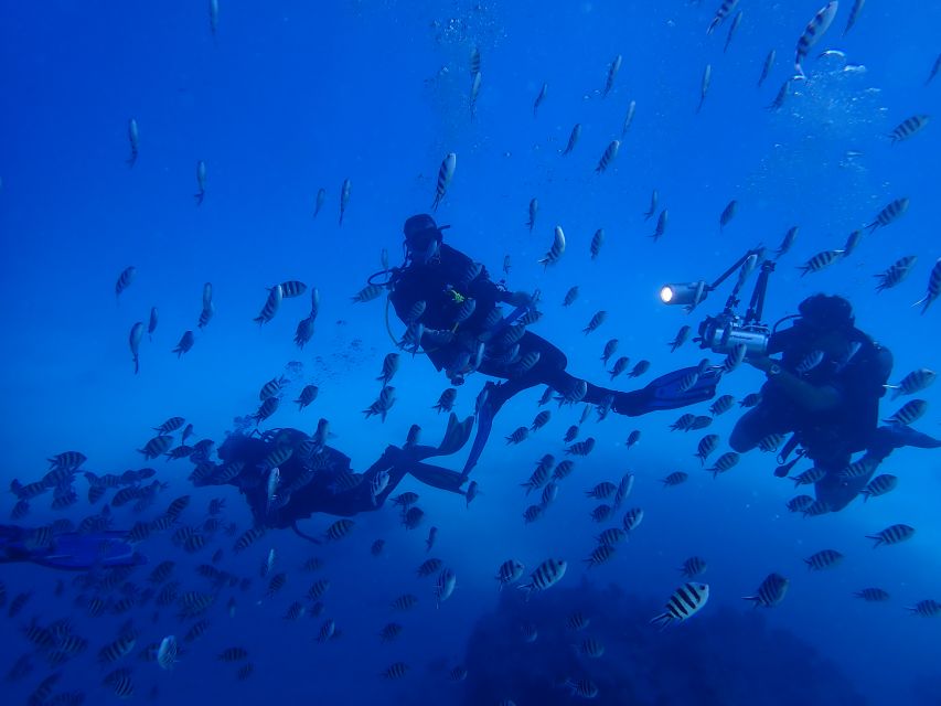 Lisbon: Try Dive in Arrábida Marine Reserve Setubal Sesimbra - What to bring and how to prepare