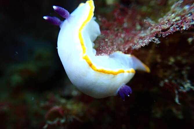 Lisbon: Try Scuba Diving in Arrabida Marine Reserve with photos - Learning the basics before entering the water