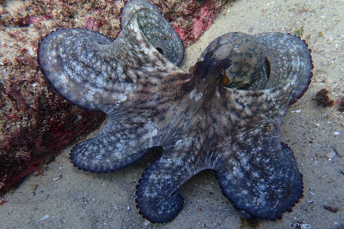 Lisbon: Try Scuba Diving in Arrabida Marine Reserve with photos - What is included for the $108.84 price