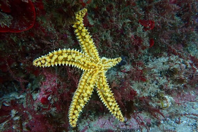 Lisbon: Try Scuba Diving in Arrabida Marine Reserve with photos - Who will get the most from this experience