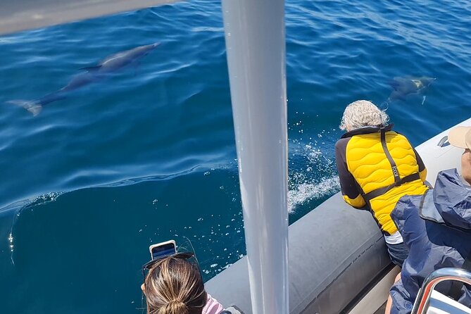 Meet the Lisbon Dolphins - Dolphin Watching in Lisbon - Starting under the 25 de Abril Bridge