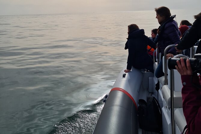 Meet the Lisbon Dolphins - Dolphin Watching in Lisbon - What the dolphin watching is really like
