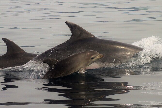 Meet the Lisbon Dolphins - Dolphin Watching in Lisbon - Learning from Francisco and the marine-life team