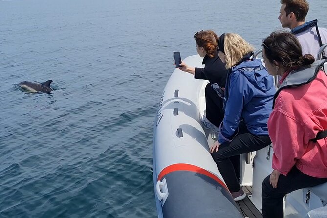 Meet the Lisbon Dolphins - Dolphin Watching in Lisbon - Crossing beneath the 25 de Abril Bridge