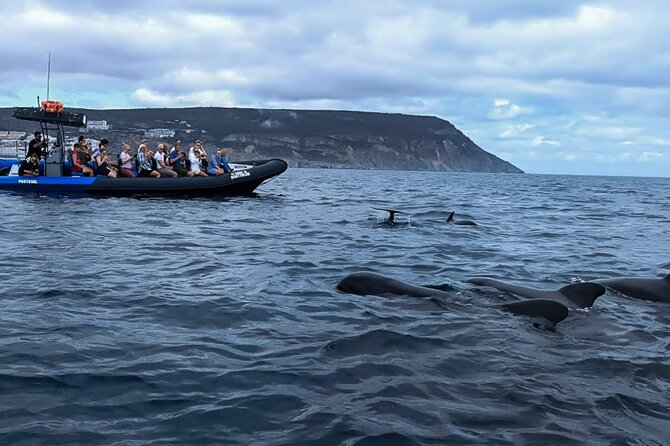 Observation of Dolphins and Whales with Marine Biologist in Arrábida - Leaving Sesimbra for Arrábida Natural Park
