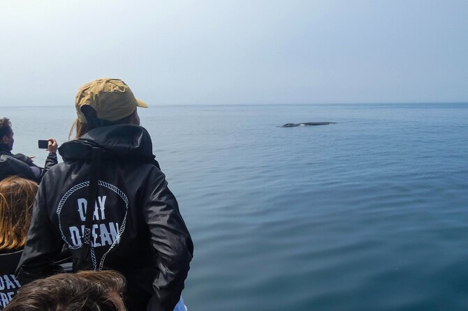 Observation of Dolphins and Whales with Marine Biologist in Arrábida - Reading the coast from the water