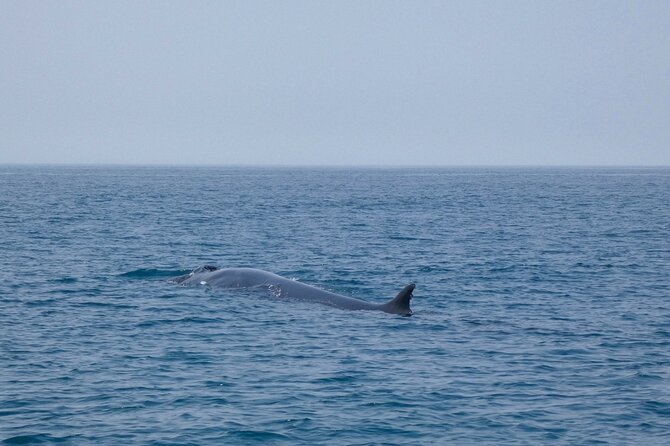 Observation of Dolphins and Whales with Marine Biologist in Arrábida - Swimming in clear water