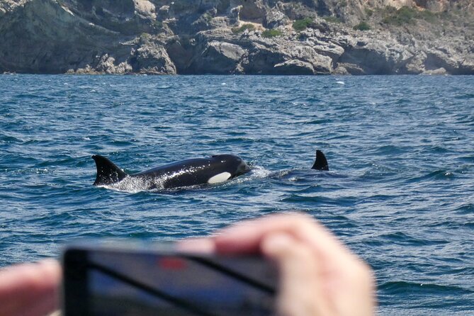 Observation of Dolphins and Whales with Marine Biologist in Arrábida - What the marine biologist adds