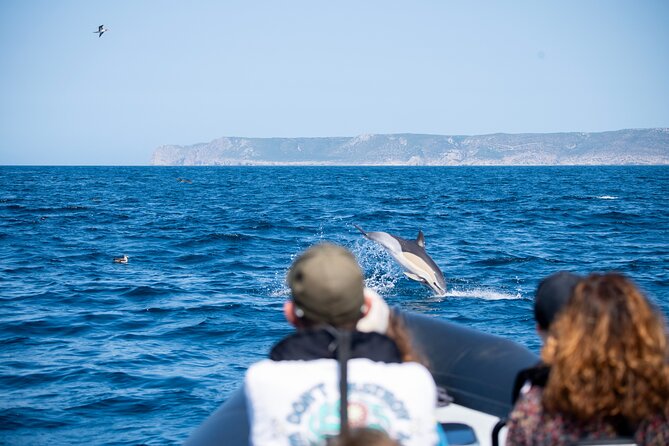 Observation of Dolphins and Whales with Marine Biologist in Arrábida - Timing, weather, and cancellation details