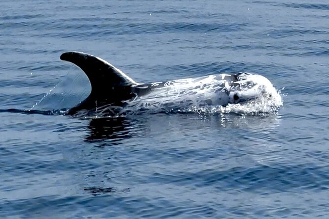 Observation of Dolphins and Whales with Marine Biologist in Arrábida - Who will enjoy this boat trip most?