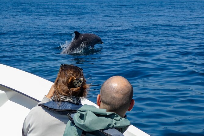 Observation of Dolphins and Whales with Marine Biologist in Arrábida - Looking for bottlenose and common dolphins
