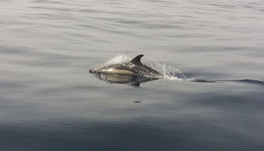 Peniche: Dolphin Route Boat Trip - Searching for the Roaz Corvineiro
