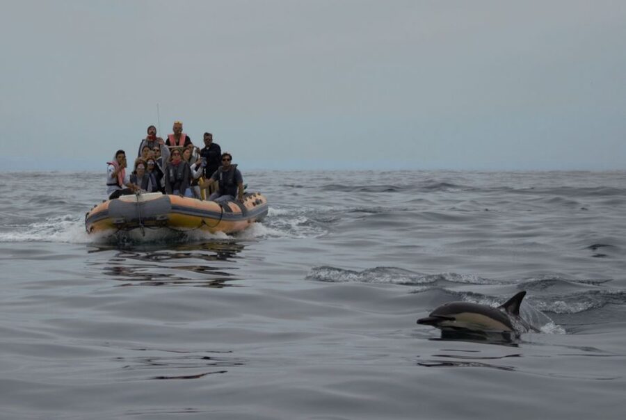 Peniche: Dolphin Route Boat Trip - Comfort, motion, and who should skip it
