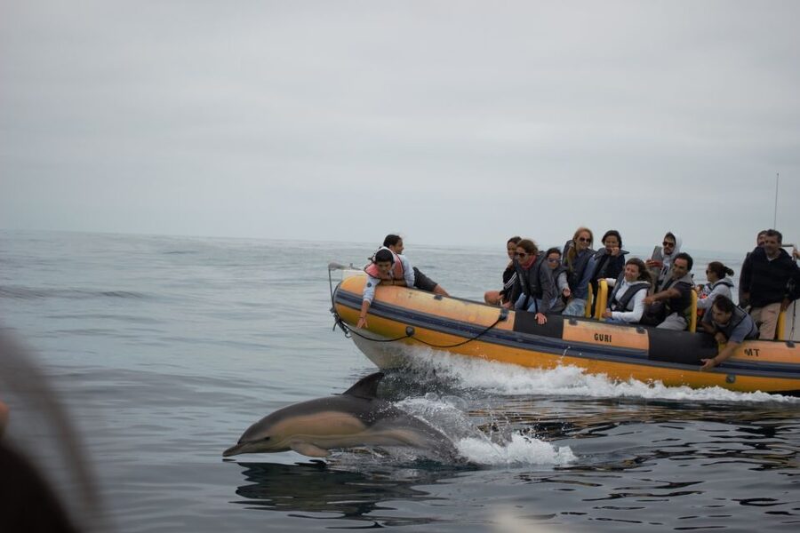 Peniche: Dolphin Route Boat Trip - Smart preparation at the marina
